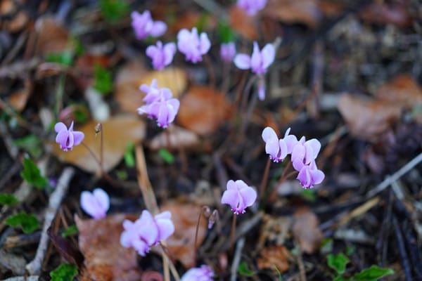 Revue de presse du mois de novembre 2020