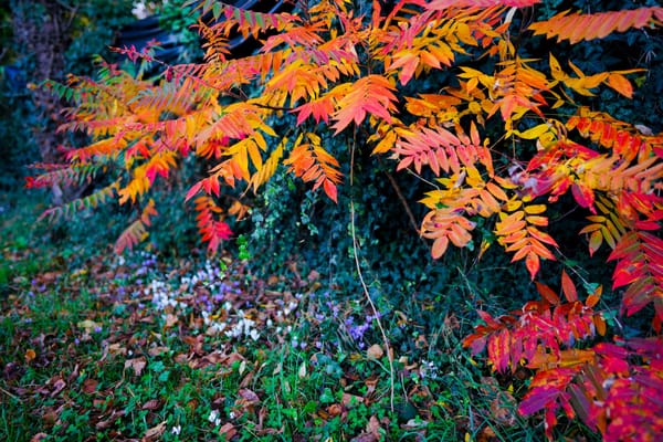 Revue de presse du mois d'octobre 2020