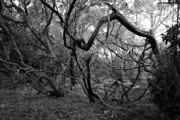 Revue de presse du mois de mars 2020