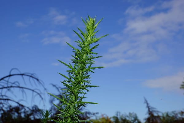 Revue de presse du mois de février 2020